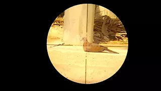 صيد يمامة بندقية رش رقم 2 