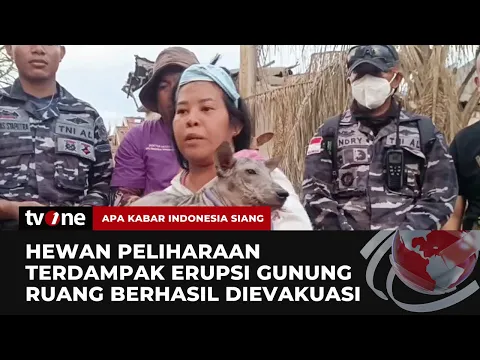 Relawan Pecinta Anjing & TNI AL Evakuasi Hewan Terjebak Reruntuhan Pascaerupsi Gunung Ruang