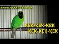 Download Lagu KEK-KEK-KEK || CUCAK IJO GACOR NGEKEK PANJANG UNTUK MERANGSANG BONGKAR ISIAN