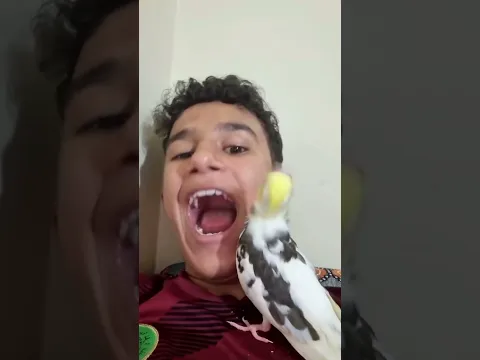 calopsita imitando o dono