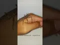 Philippine Stick insect (Tisamenus spadix)