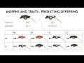 Crested Gecko Genetics Complete Guide to Morphs Traits and Predicting Offspring - 2024