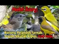 Download Lagu SUARA PIKAT BURUNG PELANDUK SEMAK. SOGON. SIKATAN KIPAS. PLECI..