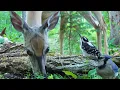 Lagu Dog TV • Cat TV - Wildlife Up-Close 🦌 Relaxing Nature Video With Deer, Squirrels, \u0026 Birds