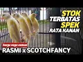 Download Lagu UPDATE STOK PAUD SCOTCHFANCY RASMI MELENGKUNG NGAWET SPEK DEWA RING GT KENARI JOGJA #kenarijogja