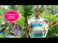 Download Lagu Mpog mpog irut(sagu) makanan pengganti nasi di musim paceklik