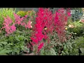 Astilbe Fanal False Spirea - Classic Hardy Easy to Grow Bright Red Flowering Perennial