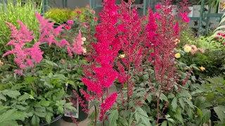 Astilbe Fanal False Spirea - Classic Hardy Easy to Grow Bright Red Flowering Perennial
