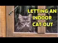 Download Lagu Is It OK To Let An Indoor Cat Outside?