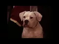 Download Lagu Homeward Bound ending