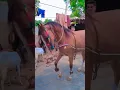 Download Lagu Desi dhol na tale Horse Dance