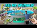 Download Lagu ALL My EXOTIC ANIMALS In ONE Video!! *Update*