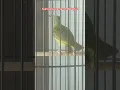 Download Lagu Tembakannya lebih kasar dari gereja tarung.Ini Pijantung telinga kuning ya namanya?
