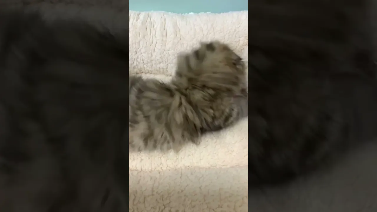 動画