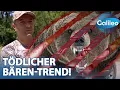 Download Lagu Wenn Bären betteln: Die Schattenseite viraler Wildtier-Fotos