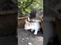 kitten calling mother cat original kitten sound