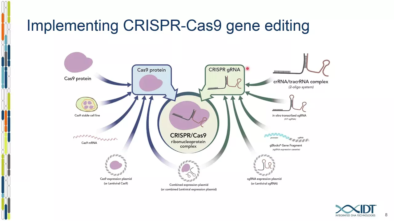 Reducing off-target events in CRISPR genome editing applications with a high-fidelity Cas9 nuclease