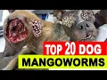 Mangoworms Dog Removal 2022 Remove Monster Mango worms from poor dogs