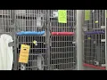 Amarillo Animal Management and Welfare seeks barn cat adopters