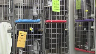 Amarillo Animal Management and Welfare seeks barn cat adopters