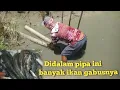 Download Lagu Tak disangka awalnya cuma terlihat ikan nila ternyata banyak ikan gabusnya