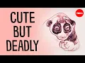 Meet the slow loris the only venomous primate in existence - Stephanie A Poindexter