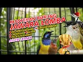 Download Lagu MASTERAN JAWARA LOMBA❗PETULAK JINGJING, KAPAS TEMBAK, CUCAK CUNGKOK, PETULAK SAMPIT, TEPUS ABU