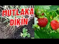 Download Lagu ÇİLEK YANINA MUTLAKA DİKİN #kardeşbitkiler #çilekyetiştiriciliği
