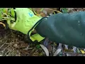 Pulling Stilt Grass