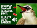 Lagu Suara trucukan gacor ropel ngalas buat pancingan trucukan agar bunyi jadikan burung trucuk gacor