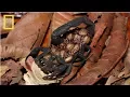 Lagu National Geographic Wild - Deadly Scorpions - Documentary HD 2017