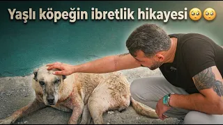 yaşlandıktan sonra sokağa terk edilen çoban köpeği