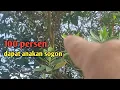 Download Lagu ciri ciri suara sogok burung sogok ontong yang ada anakannya disekitar kita