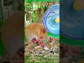 Lagu Hamster giving birth