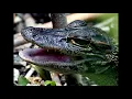 Baby Gator Call