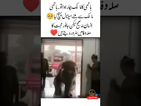 Mohabbat Ka Sila 🥺❤Heart touching | Elephant love for owner | Emotional moments #love #shorts