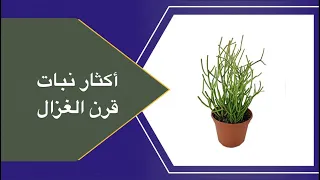 اسرار اكثار نبات قرن الغزال بطريقة ناجحه ومضمونه دندنها