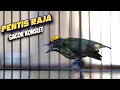 Download Lagu MASTERAN PENTIS RAJA GACOR TAJAM | PANCINGAN PENTIS RAJA EMOSI | PRIONOCHILUS MACULATUS