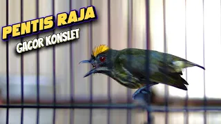 masteran pentis raja gacor tajam pancingan pentis raja emosi prionochilus maculatus