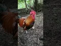 Download Lagu Chicken Alarm Call
