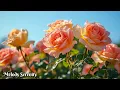 Download Lagu Самая красивая музыка для сердца🌺Слушайте и чувствуйте умиротворение🌿Сергей Грищук