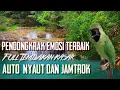 Download Lagu EMOSI SPONTAN ‼️ CUCAK IJO ROLL TEMBAK JAMTROK DAN HIPER...