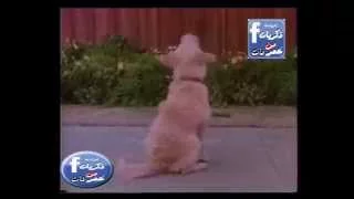 اغنية هوهوة الكلب حظو تسجيل قديم من التليفزيون المصرى دندنها