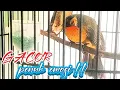 Download Lagu Burung kutilang emas gacor 