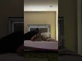 Ebony tickled