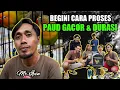 Download Lagu BONGKAR RAWATAN Lovebird PAUD Agar GACOR dan DURASI Panjang | Mr. Ipin