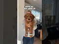 Download Lagu Watch my DOG grow up🐕