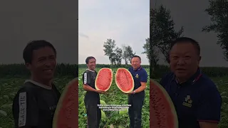 How Do You Know If The Watermelon Is Good Shorts Trending Farmer 