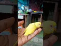 Download Lagu Lutino Smarty 😹💙 #funny #lovebirds #shorts #budgieslife #budgies #lutinolovebirds #pets #love