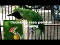 Download Lagu Cucak ijo isian pelatuk bawang 👍
